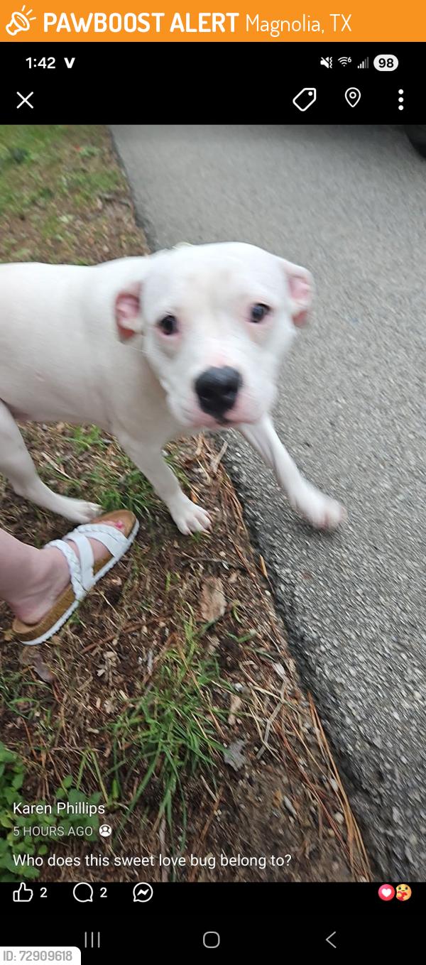 Found/Stray Female Dog last seen Community and Mostyn Dr, Magnolia, TX 77354