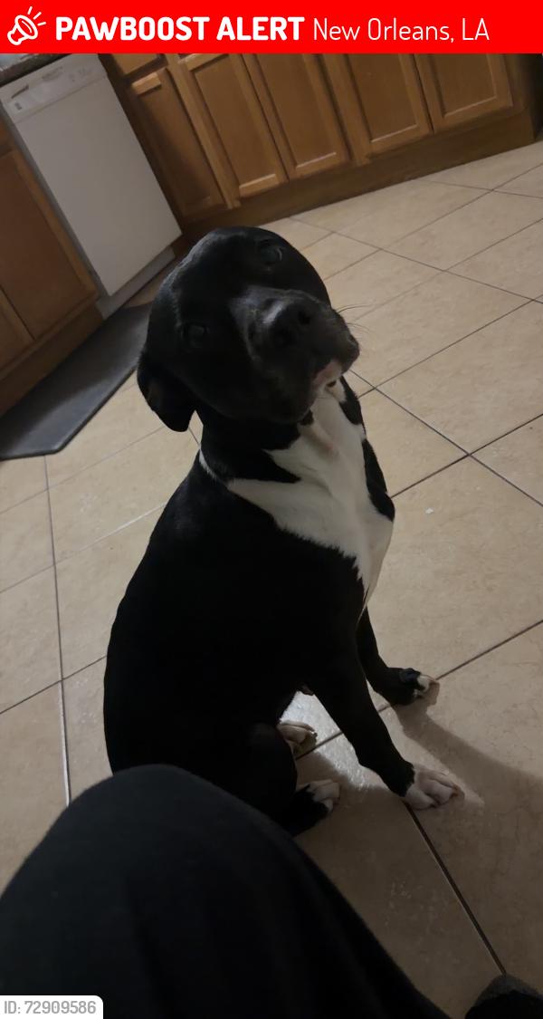 Lost Female Dog last seen Gentilly Terrace Area, between Walmart and New Orleans Snowball spot, New Orleans, LA 70122