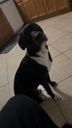 Lost Female Dog last seen Gentilly Terrace Area, between Walmart and New Orleans Snowball spot, New Orleans, LA 70122