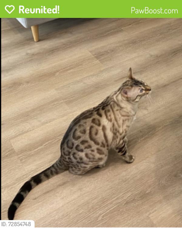 Reunited Male Cat last seen Hillcrest and La Manga, Dallas, TX 75248