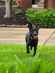 Found/Stray Male Dog last seen Forest Heights & Highland Canyon Dr, Houston, TX 77095