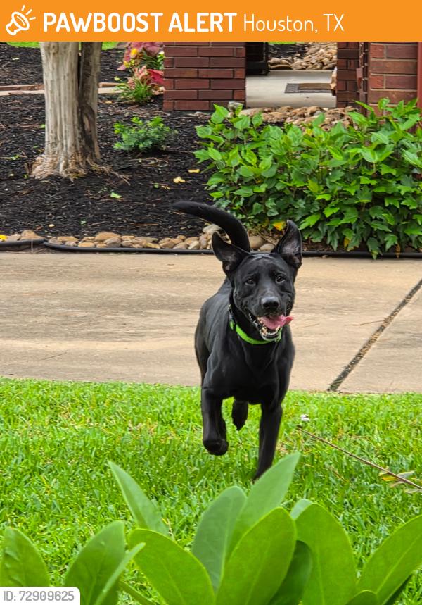 Found/Stray Male Dog last seen Forest Heights & Highland Canyon Dr, Houston, TX 77095