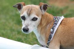 Reunited Female Dog last seen Clack Middle School area, Corsicana, Abilene, TX 79605