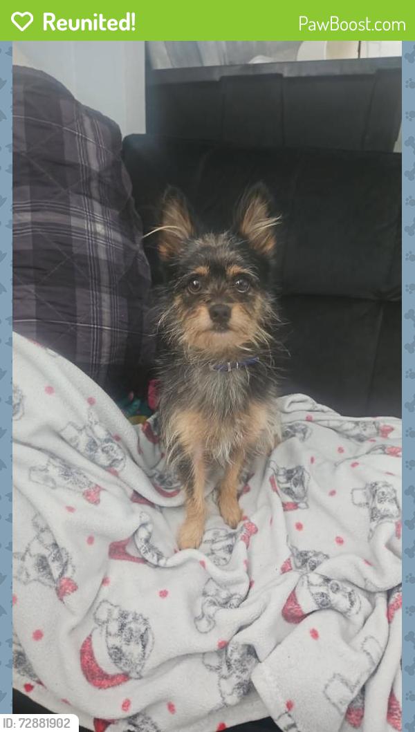 Reunited Male Dog last seen Near Pueblo Ave, Los Angeles, CA 90032, Los Angeles, CA 90032