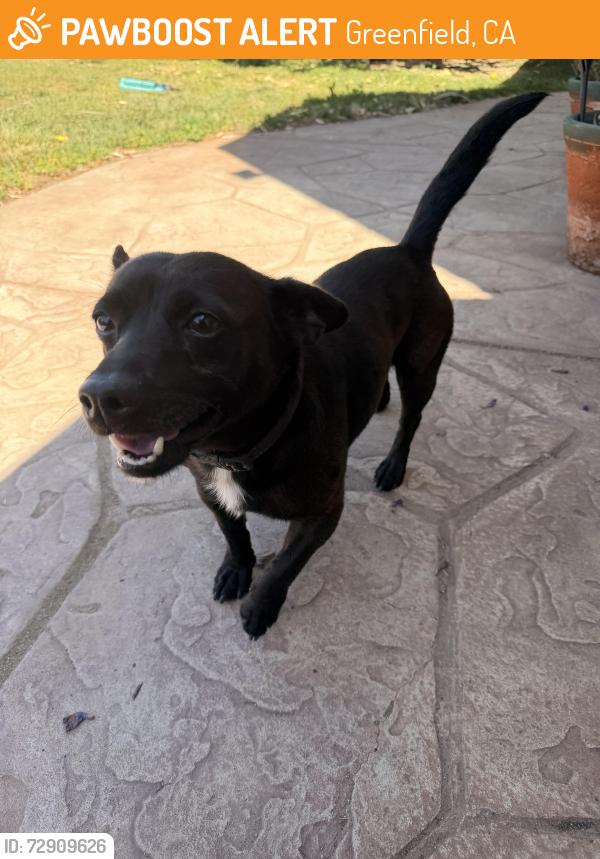 Found/Stray Male Dog last seen 13th Street, Greenfield, CA 93927