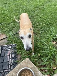 Reunited Male Dog last seen 41st and Sheridan, Tulsa, OK 74135