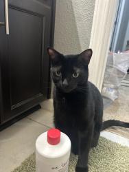 Reunited Male Cat last seen Redhaven St., Brentwood, CA 94513