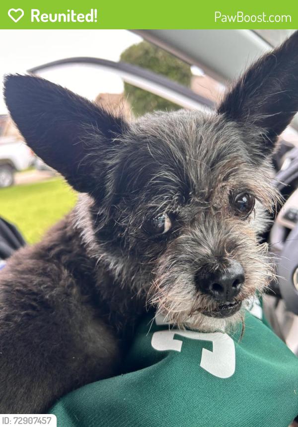 Reunited Female Dog last seen Silla Ridge Ct, Houston, TX 77049