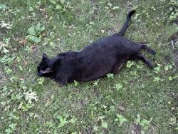Reunited Male Cat last seen W 26th street & S.  Fremont Av, Minneapolis, MN 55405