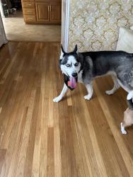 Found/Stray Male Dog last seen Near Mohican Ave, Columbus, Ohio 43224, Columbus, OH 43224