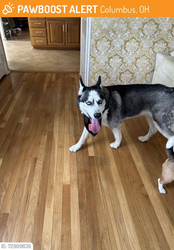 Found/Stray Male Dog last seen Near Mohican Ave, Columbus, Ohio 43224, Columbus, OH 43224