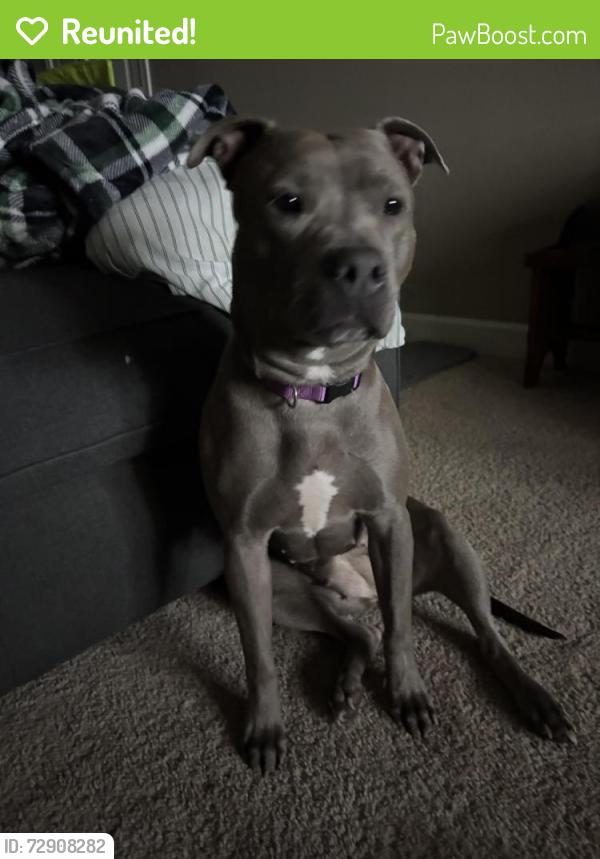 Reunited Female Dog last seen Near East Spence Avenue, Tempe, AZ, Tempe, AZ 85281