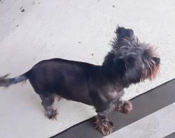 Lost Female Dog last seen Ashton Park Ocoee Fl, Ocoee, FL 34761