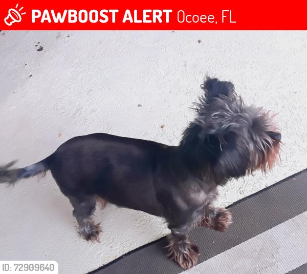 Lost Female Dog last seen Ashton Park Ocoee Fl, Ocoee, FL 34761