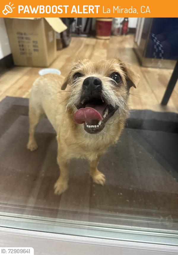 Found/Stray Female Dog last seen La mirada blvd, La Mirada, CA 90638