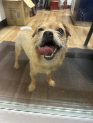 Found/Stray Female Dog last seen La mirada blvd, La Mirada, CA 90638