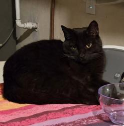 Lost Female Cat last seen Casero Place and Palsero Avenue, Escondido, CA 92029
