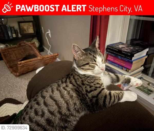 Lost Male Cat last seen Double Church rd, Stephens City, VA 22655