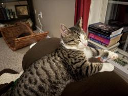 Lost Male Cat last seen Double Church rd, Stephens City, VA 22655