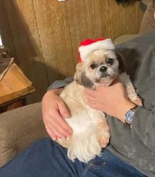 Reunited Female Dog last seen Cedar Wood ests is near by, Bay County, FL 32404