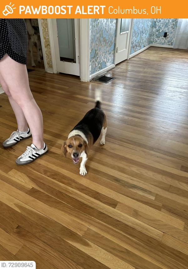 Found/Stray Male Dog last seen Near Mohican Ave, Columbus, OH 43224, Columbus, OH 43224