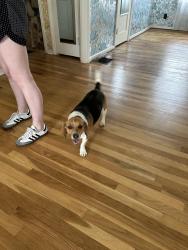 Found/Stray Male Dog last seen Near Mohican Ave, Columbus, OH 43224, Columbus, OH 43224