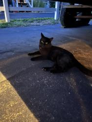 Found/Stray Male Cat last seen West Road and Cornerbrook Rd, Harrison, OH 45030
