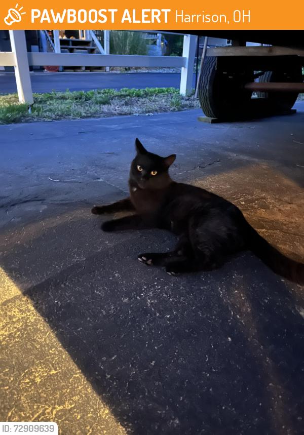 Found/Stray Male Cat last seen West Road and Cornerbrook Rd, Harrison, OH 45030