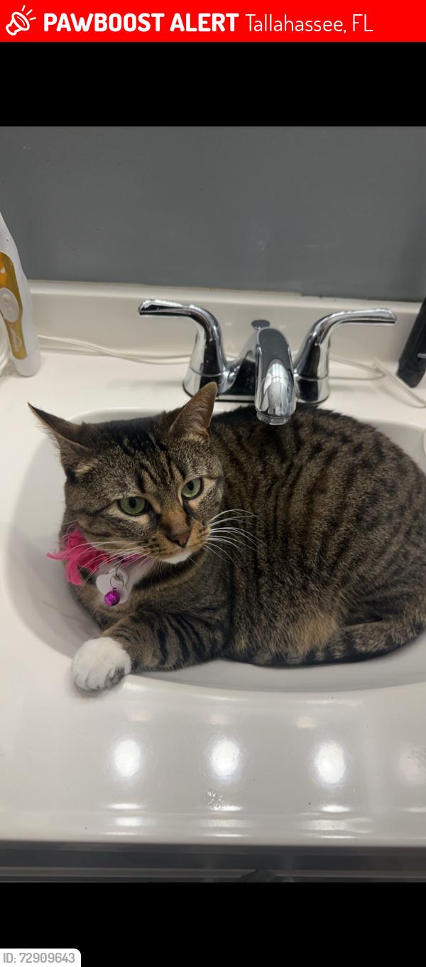 Lost Female Cat last seen North Monroe st, Tallahassee, FL 32303