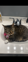Lost Female Cat last seen North Monroe st, Tallahassee, FL 32303