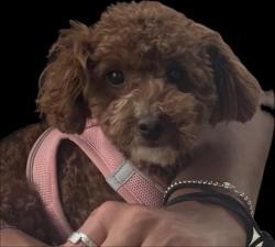 Reunited Male Dog last seen Bayview Ave & Fireshire Rd, Toronto, ON M2L 1B9