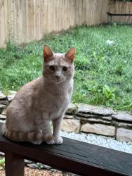 Found/Stray Unknown Cat last seen Brownsboro Road and N Hite Ave, Louisville, KY 40206