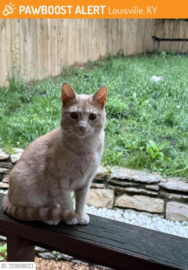 Found/Stray Unknown Cat last seen Brownsboro Road and N Hite Ave, Louisville, KY 40206