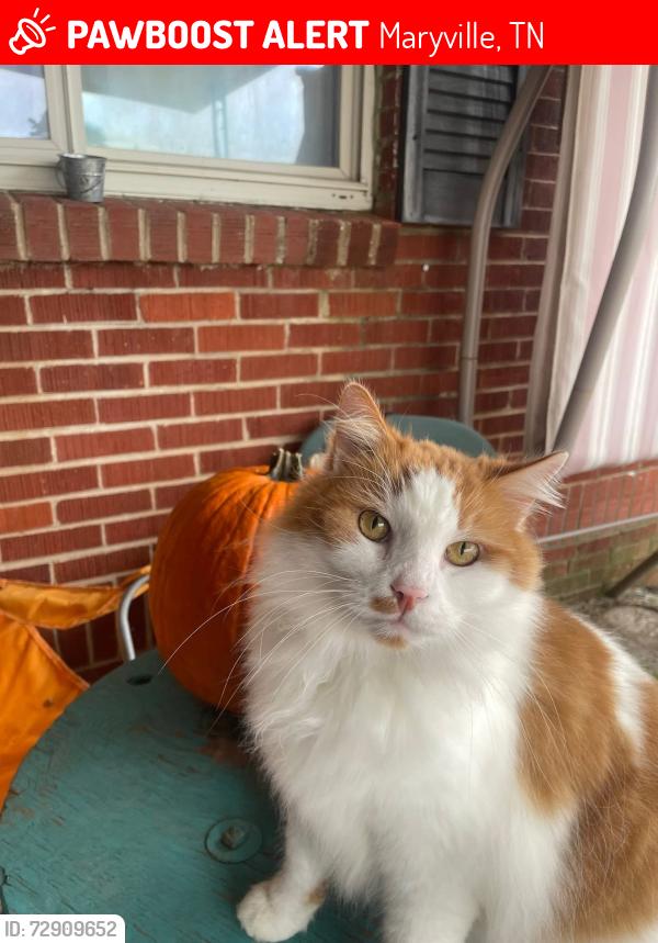 Lost Male Cat last seen Woodys gas station , Maryville, TN 37801