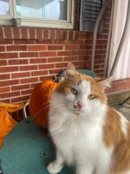 Lost Male Cat last seen Woodys gas station , Maryville, TN 37801