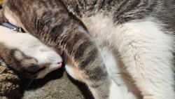 Reunited Male Cat last seen Littlefield, San Diego, CA 92110