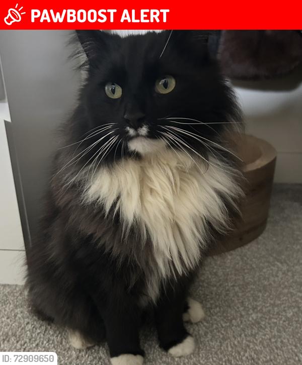 Lost Male Cat last seen Tracker found at attenuation pond infront of poppyfields est , Lower Stondon, England SG16