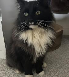 Lost Male Cat last seen Tracker found at attenuation pond infront of poppyfields est , Lower Stondon, England SG16