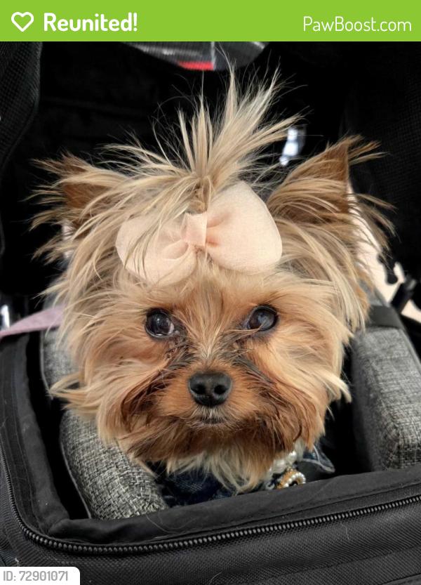 Reunited Female Dog last seen Astrozon , Colorado Springs, CO 80916