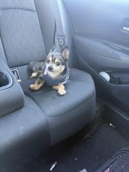 Reunited Female Dog last seen she was in the back yard and escaped or was stolen , Mansfield, TX 76063
