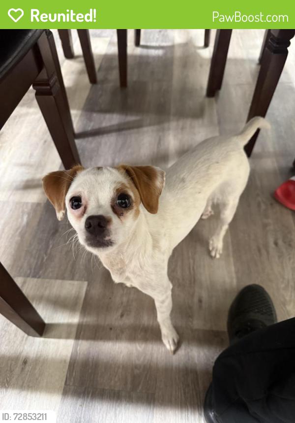 Reunited Female Dog last seen Near oakhill dr, Austell, GA 30168