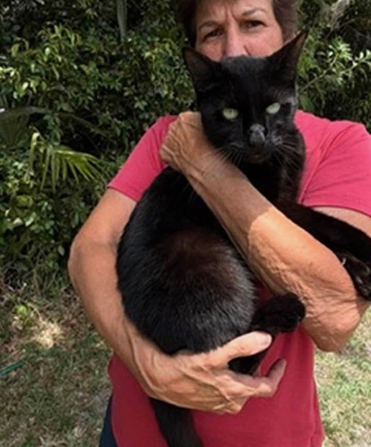 Shelter Stray Unknown Cat last seen CLEAR LAKE/SPRING RIDGE ESTATES AND SR 44 EUSTIS, 12280 County Rd 448, Tavares, FL 32778, USA