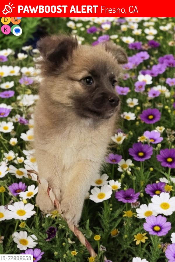 Lost Female Dog last seen Cedar/Belmont, Fresno, CA 93721