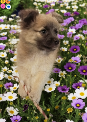 Lost Female Dog last seen Cedar/Belmont, Fresno, CA 93721