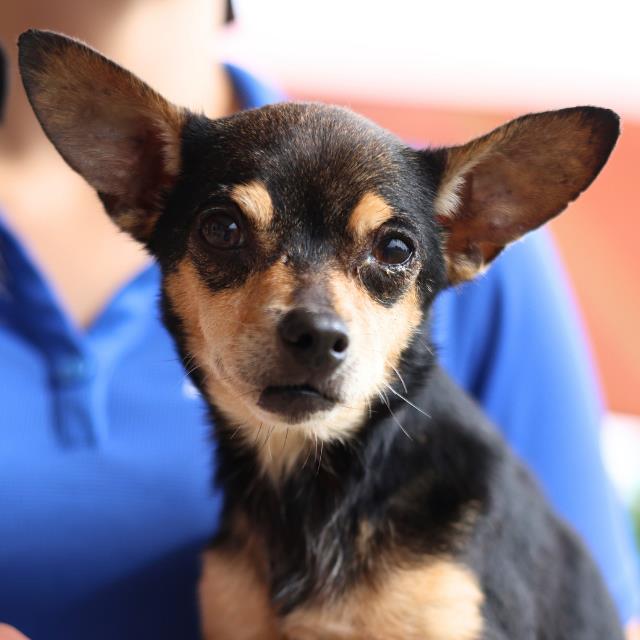 Shelter Stray Female Dog last seen Near BLOCK HERITAGE HILL, San Antonio, TX 78227