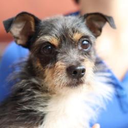 Shelter Stray Male Dog last seen Near BLOCK HERITAGE HILL, San Antonio, TX 78227