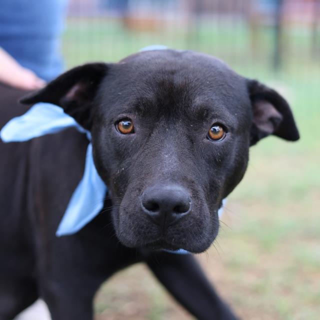 Shelter Stray Female Dog last seen W BROADVIEW, San Antonio, TX 78227