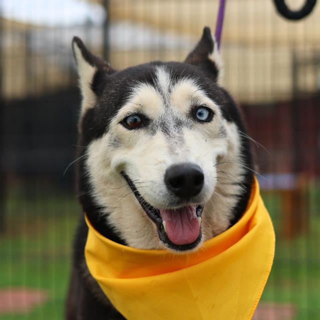 Shelter Stray Male Dog last seen Near BLOCK BILLY, San Antonio, TX 78227