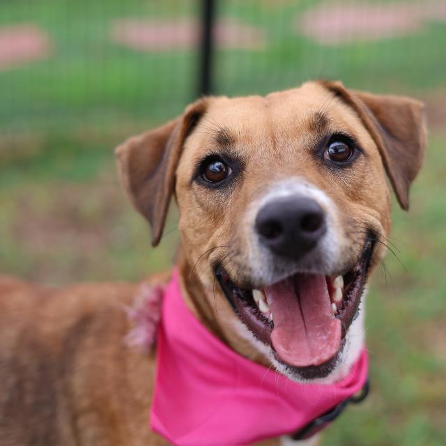 Shelter Stray Female Dog last seen Near BLOCK IH 10 W, San Antonio, TX 78227