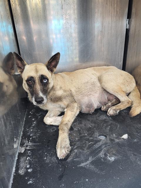 Shelter Stray Female Dog last seen EL JARDIN AND 36TH, San Antonio, TX 78227
